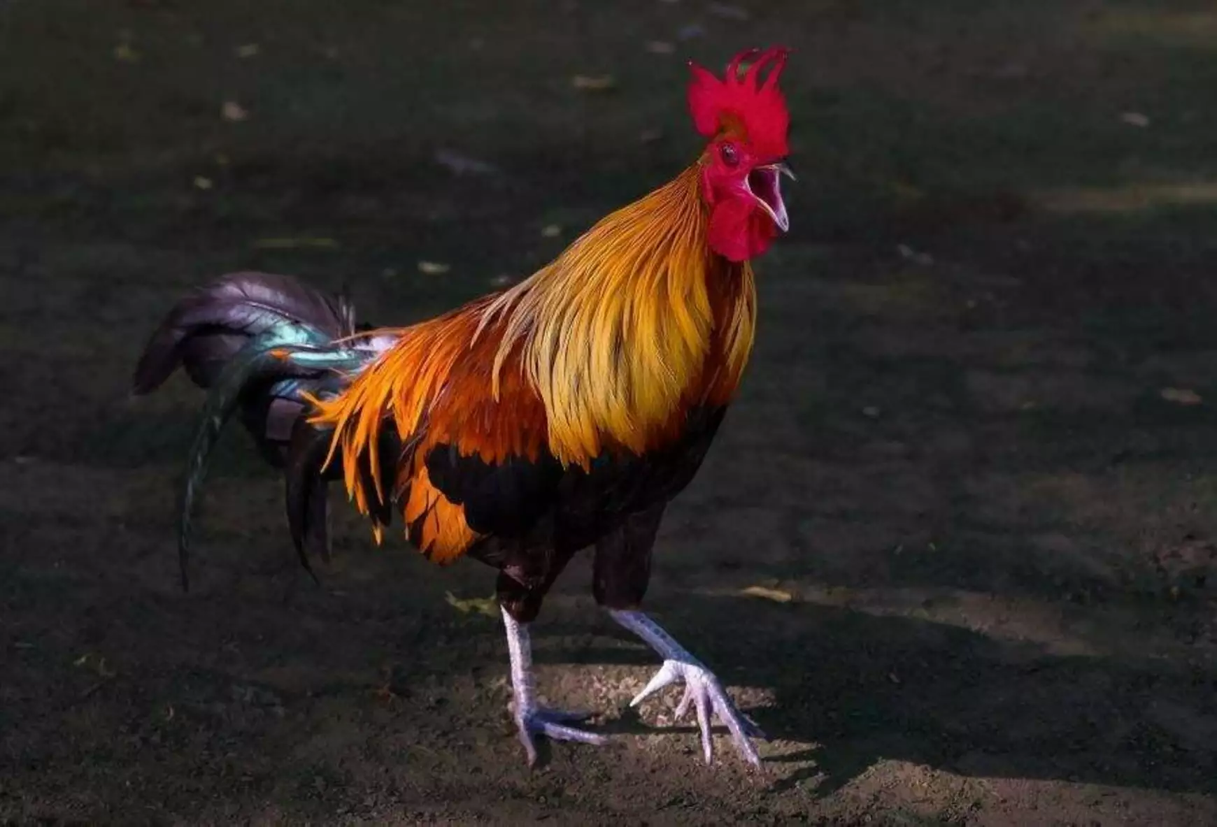 kakas