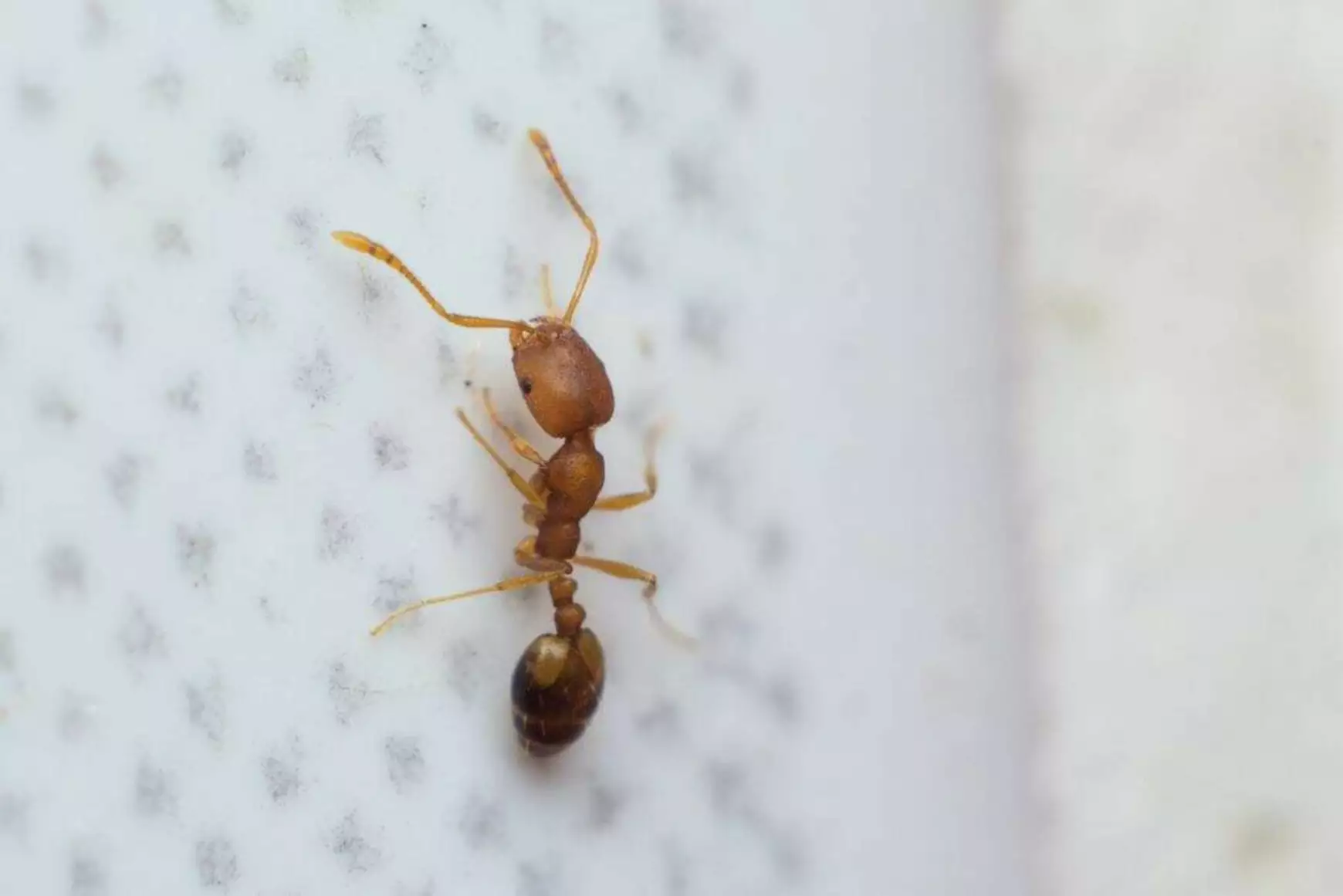 agrio.hu_monomorium-pharaonis_farao-hangya