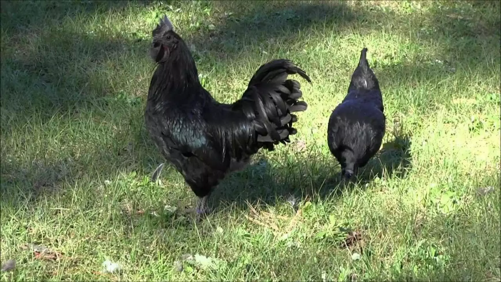 farsang