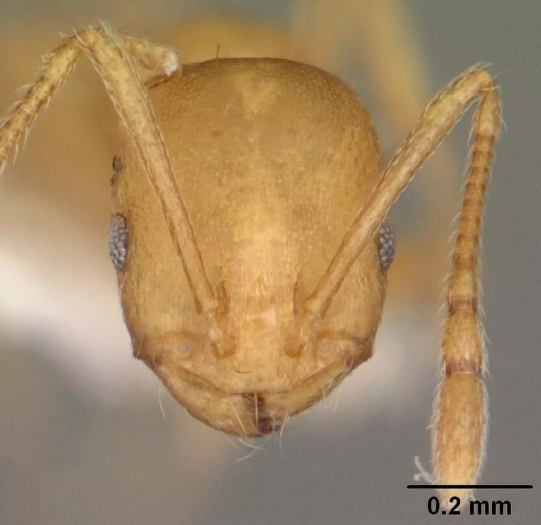 monomorium_pharaonis_casent0104095_head_1_farao-hangya