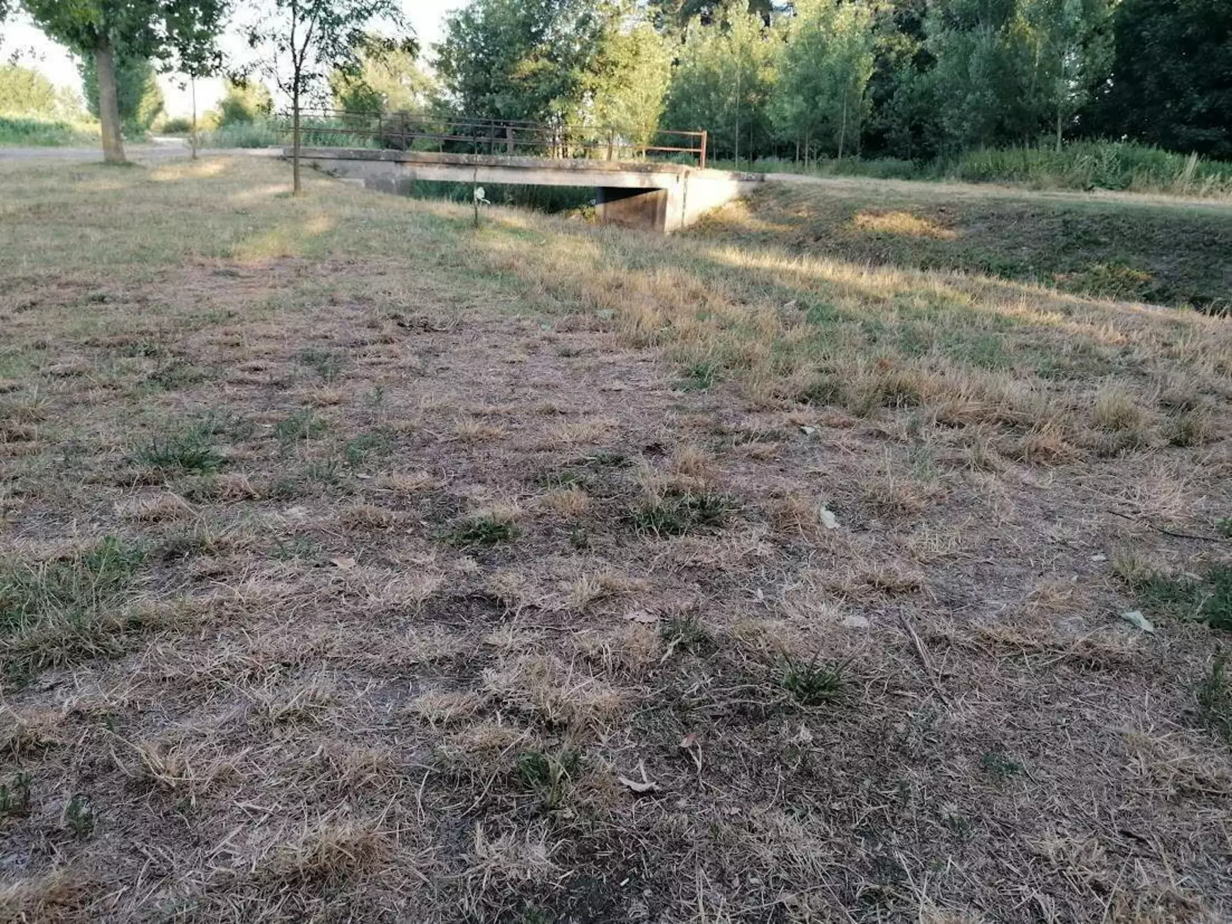 szárazság a Csallóközben