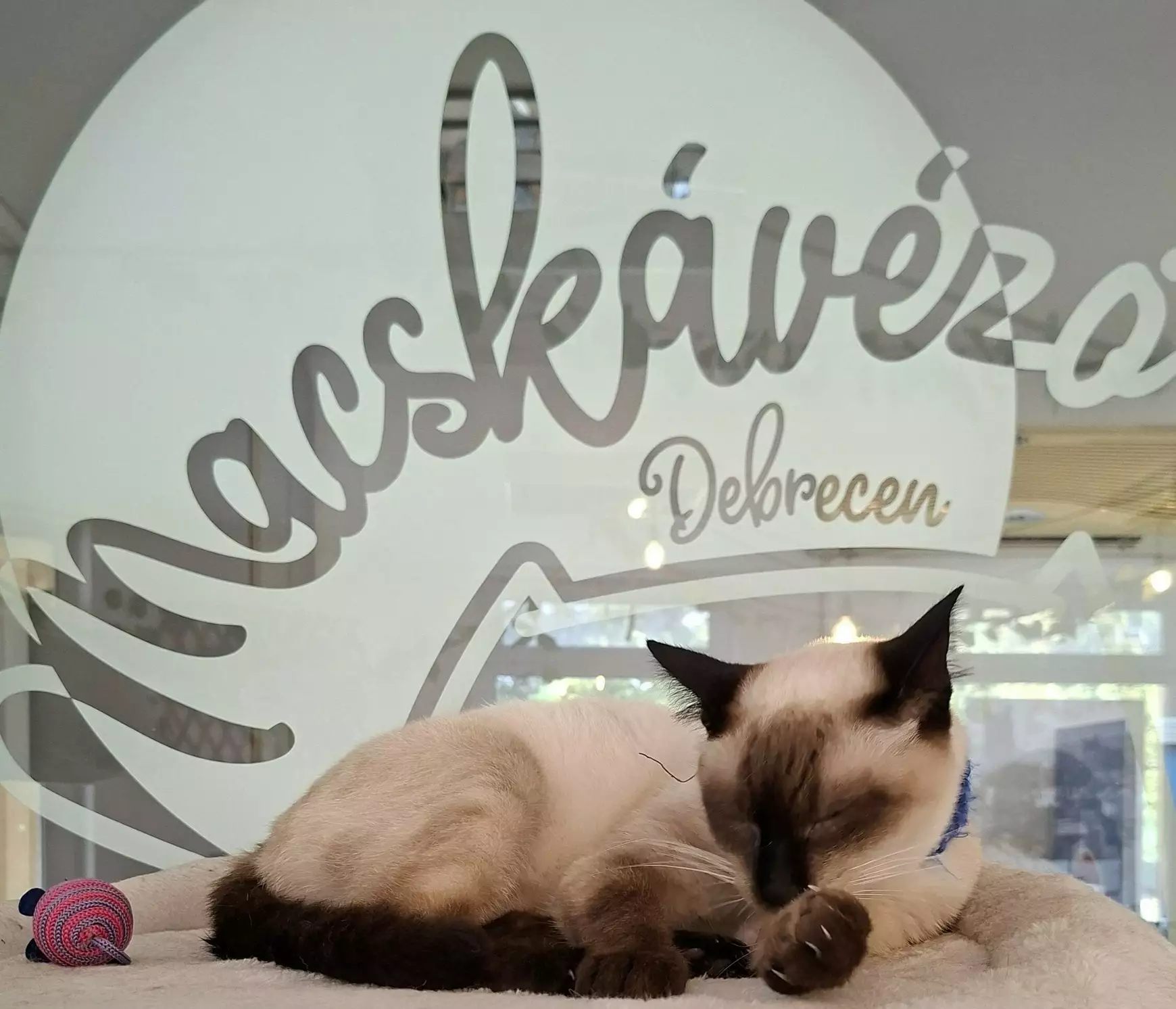 macskavezo_