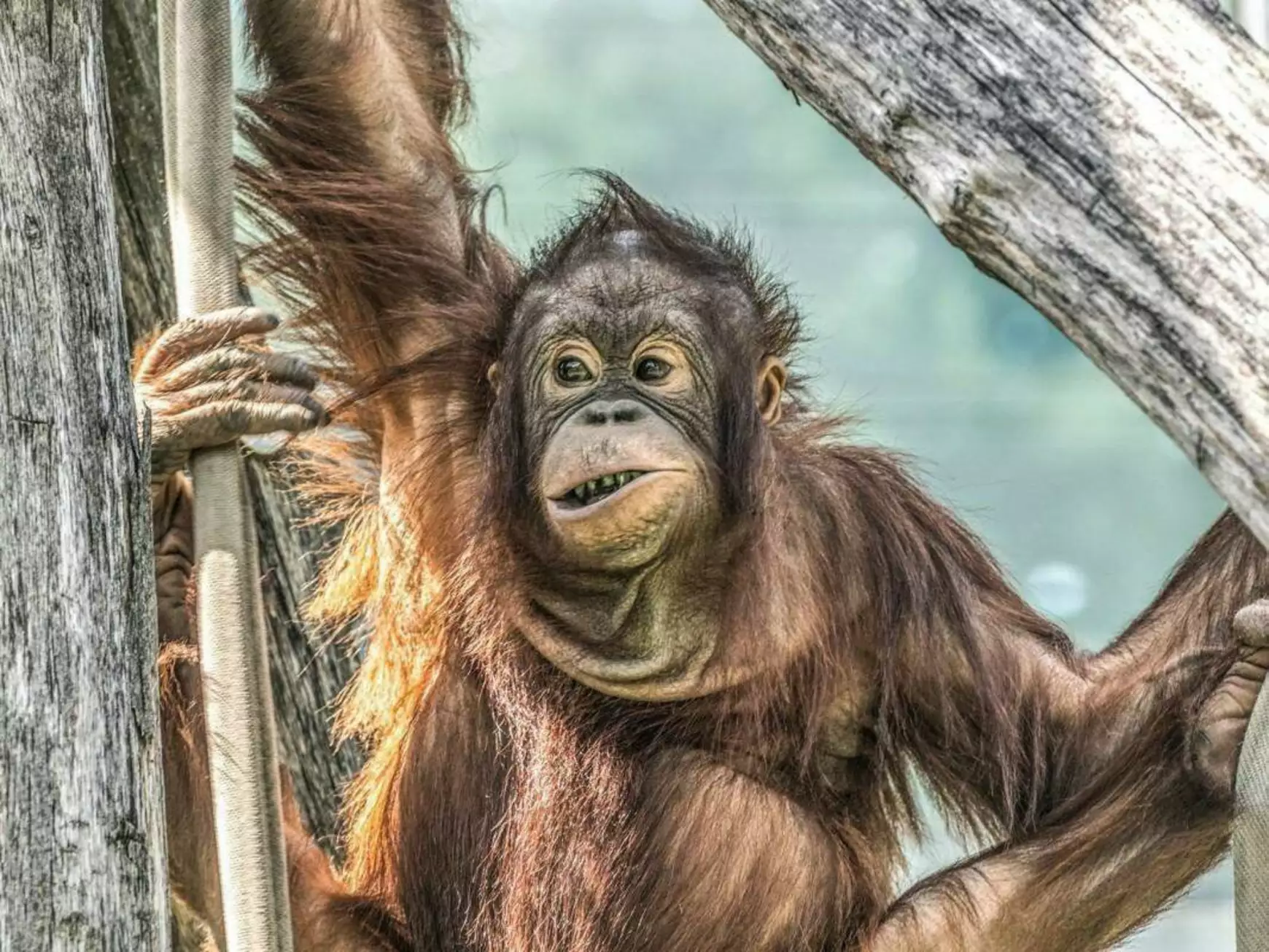 orangutan-hellonyiregyhaza.hu_