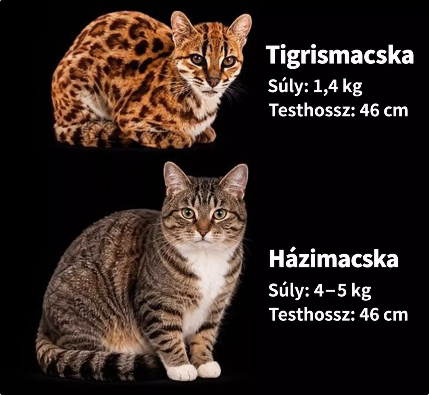 Tigrismacska és házimacska összehasonlítása
