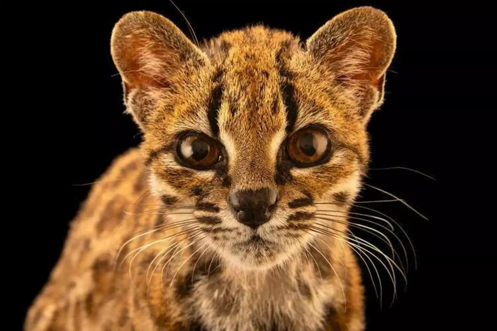 tilcayo-cat-joel-sartore-national-geographic-photo-ark