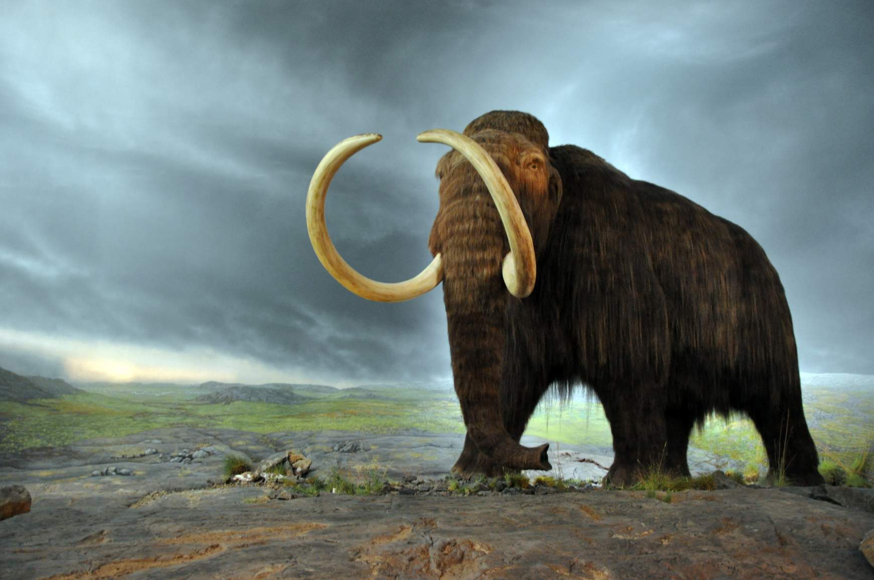 Gyapjas mamut Gyapjas mamut