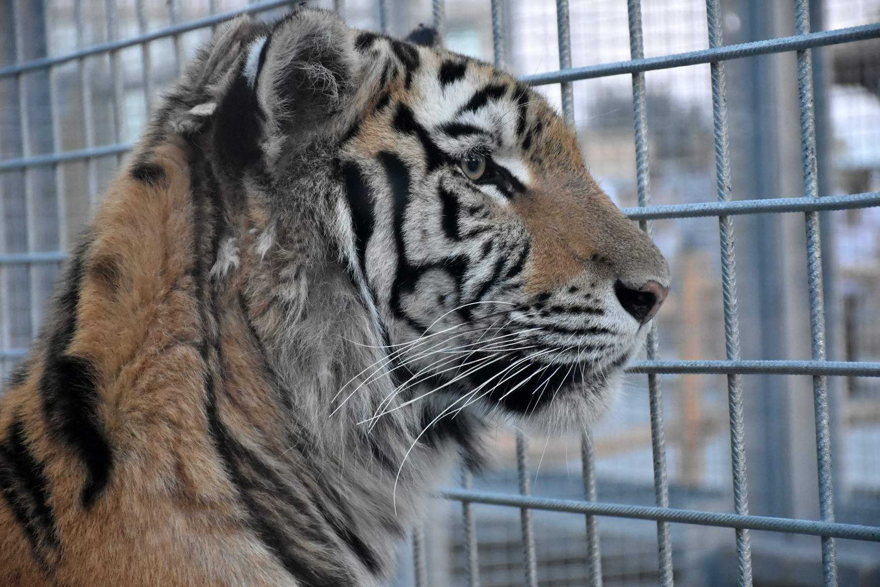 tigris tigris