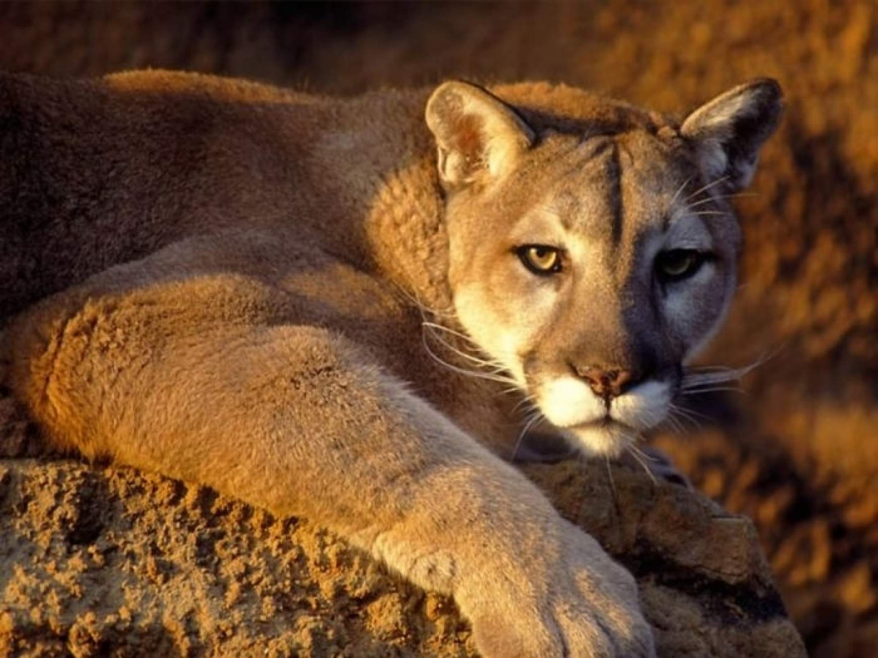 201109020807030.puma.jpg 201109020807030.puma.jpg