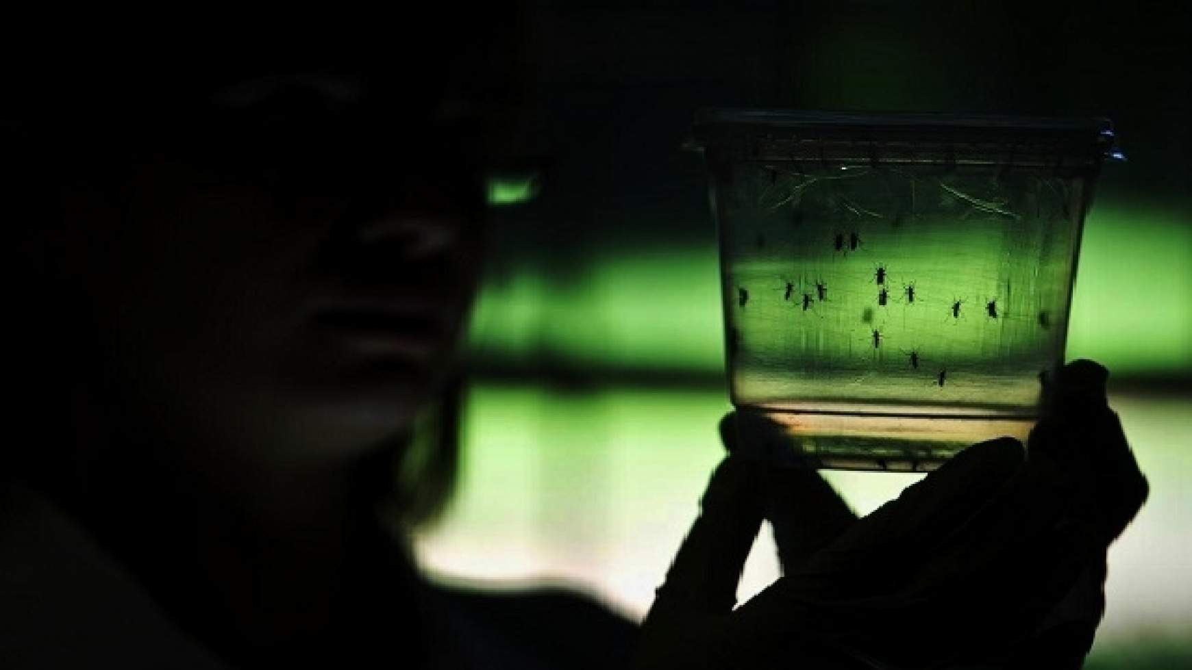 201602071405590.ZIKA_2.jpg 201602071405590.ZIKA_2.jpg