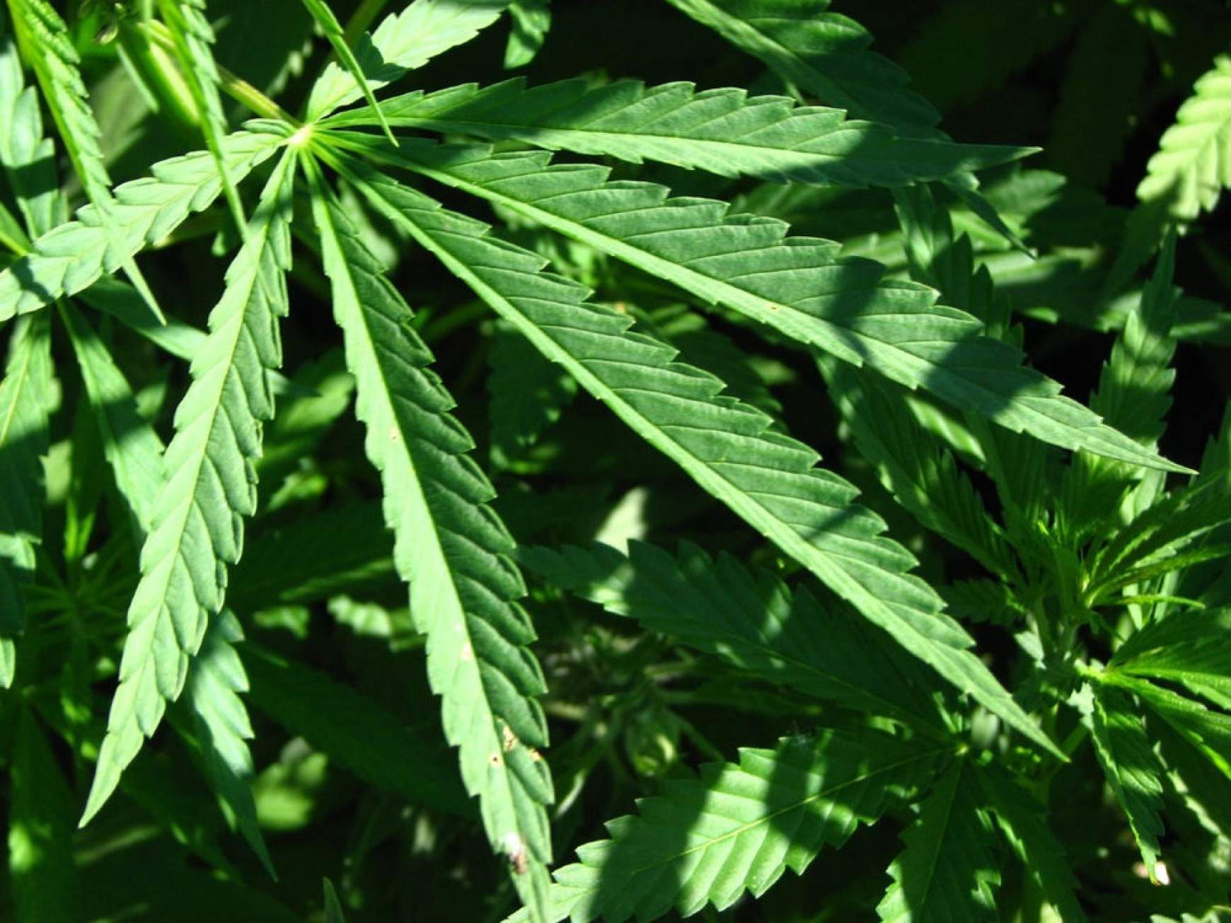 201606231539300.cannabis.jpg 201606231539300.cannabis.jpg