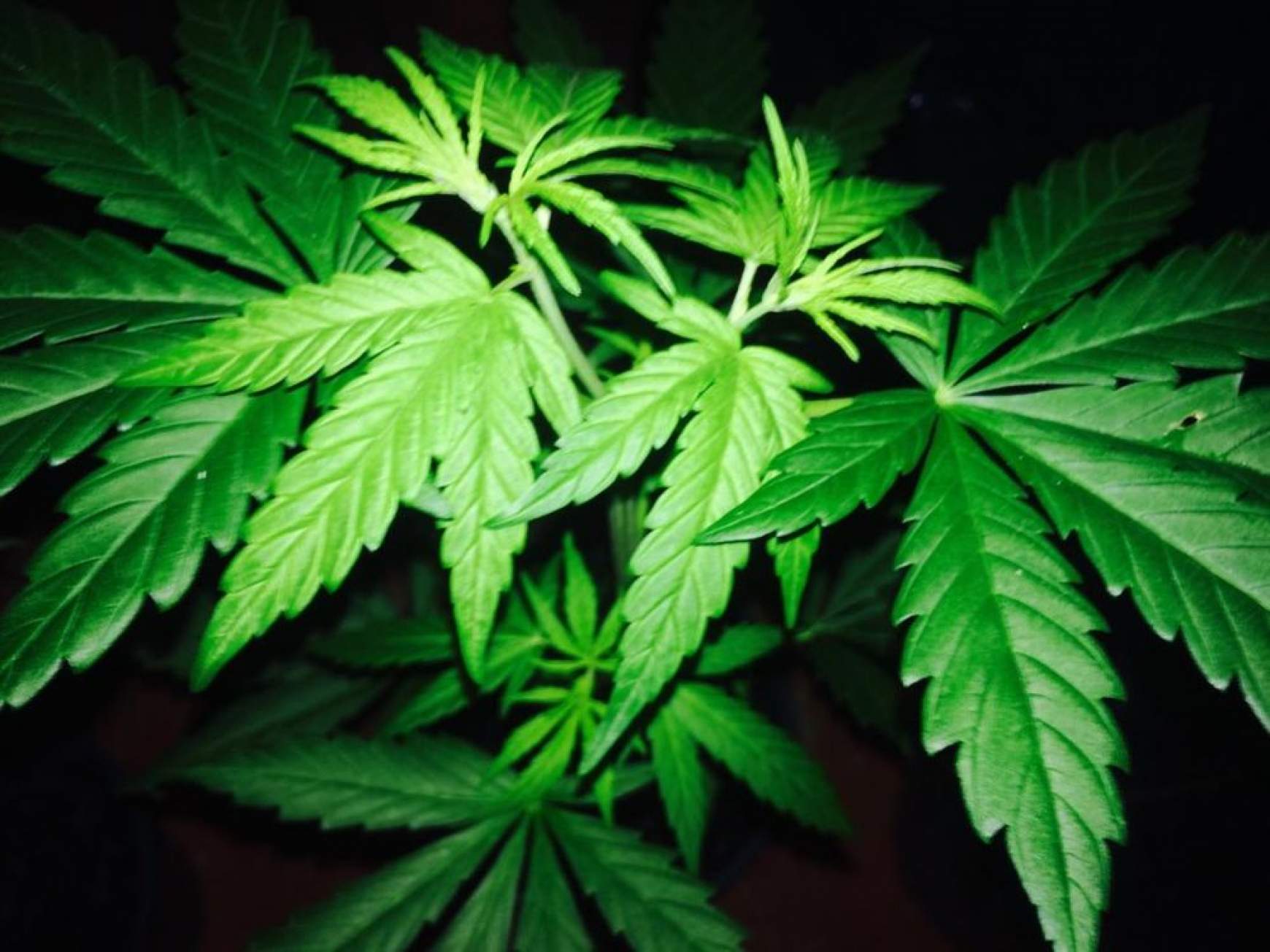 201606231638190.cannabis.jpg 201606231638190.cannabis.jpg