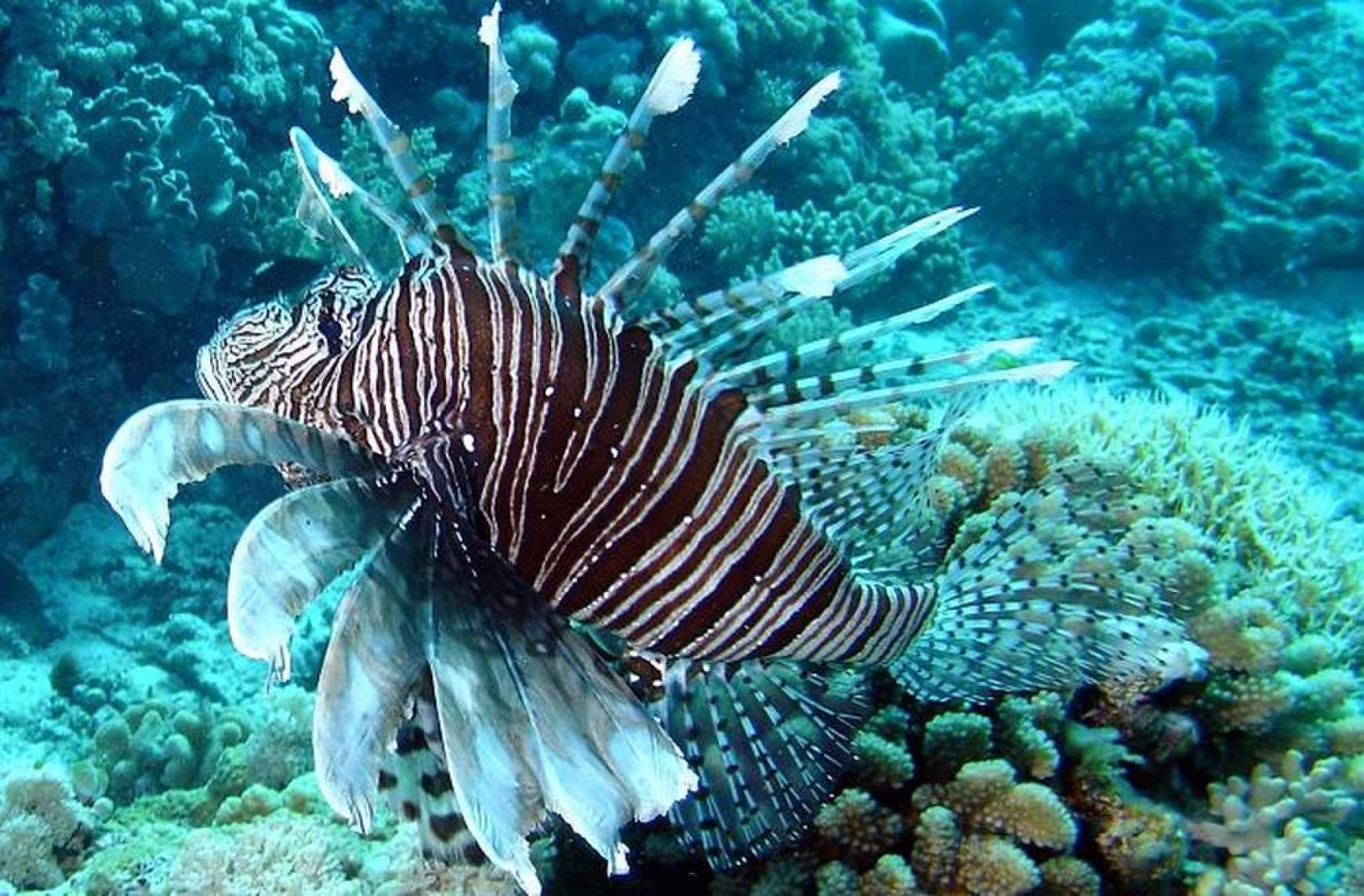 201606291151250.pterois_miles5.jpg
