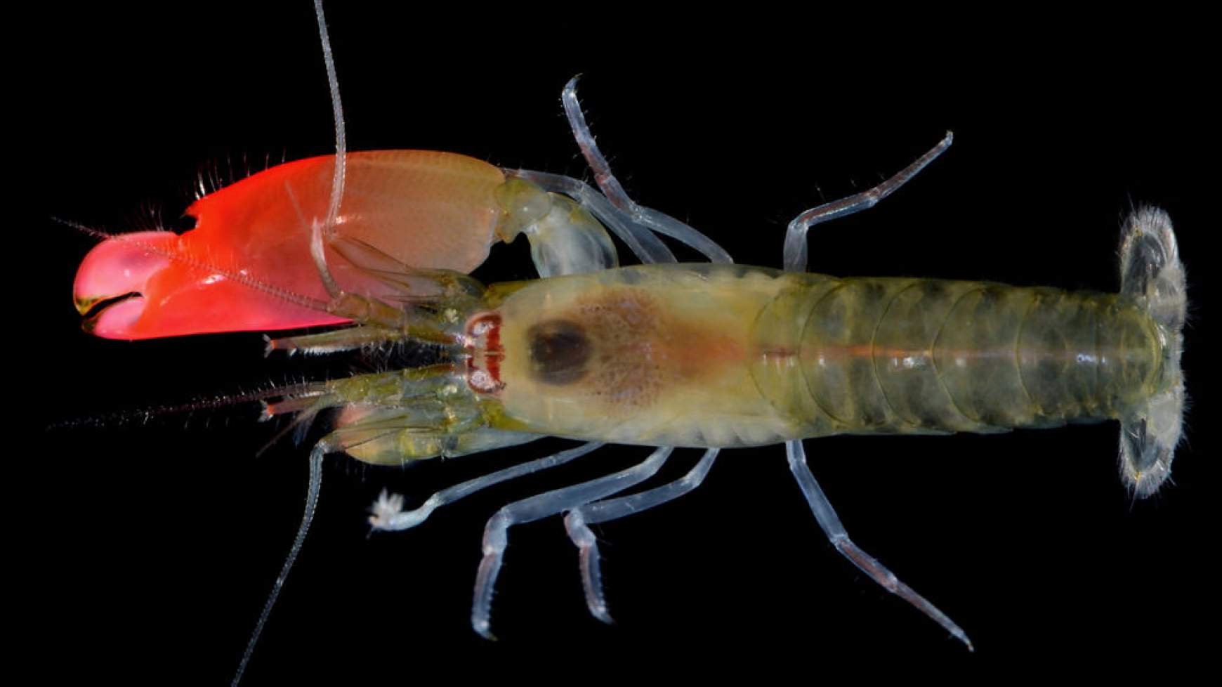 201704131555390.synalpheus-pinkfloydi-.jpg