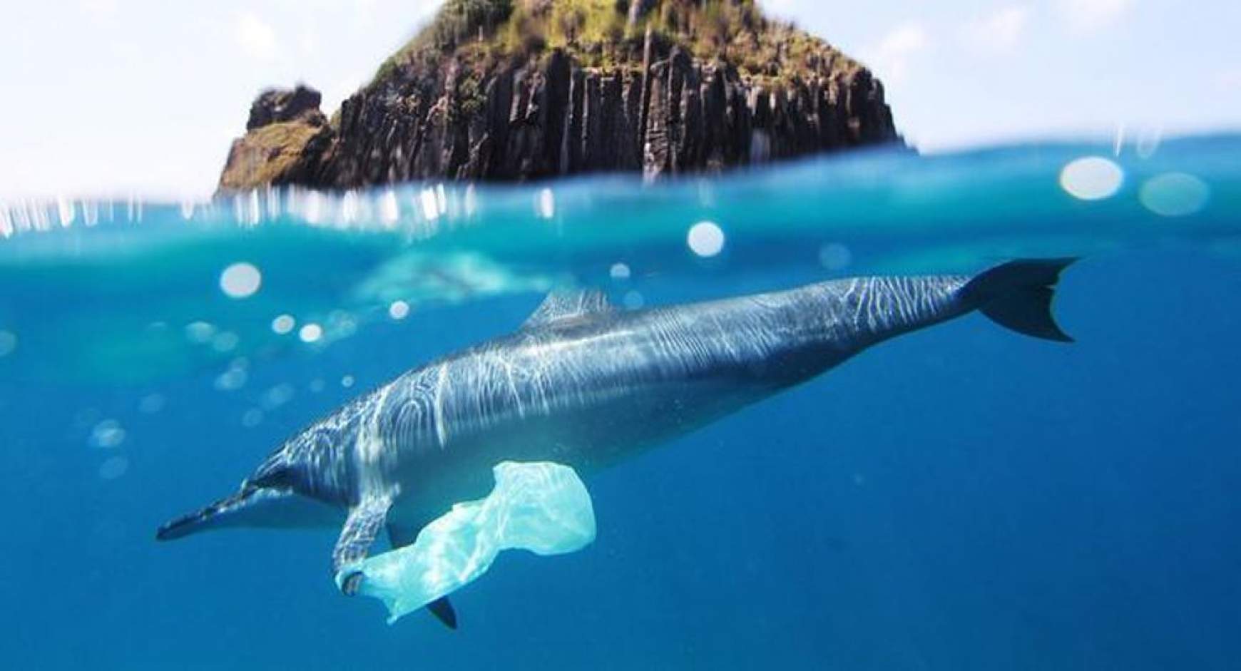 201802051431530.whales.jpg 201802051431530.whales.jpg
