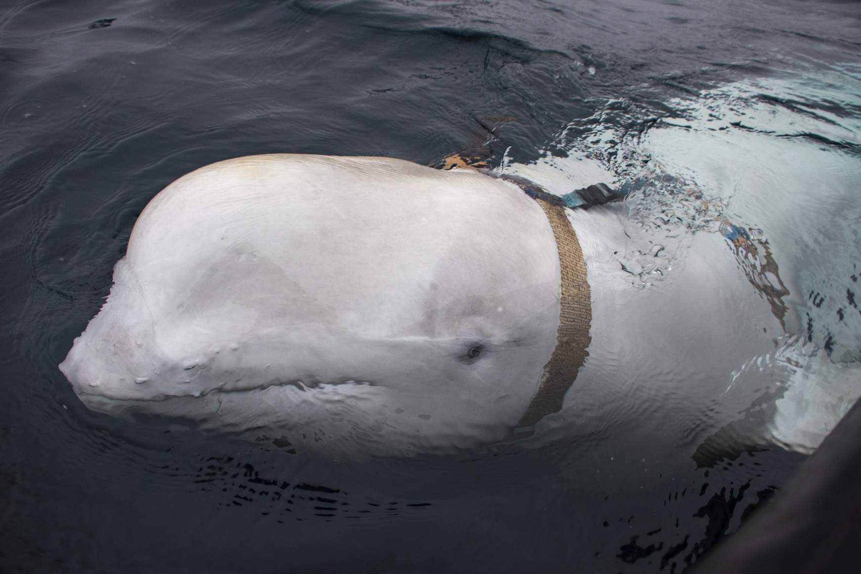 beluga Norvégia partjainál beluga Norvégia partjainál