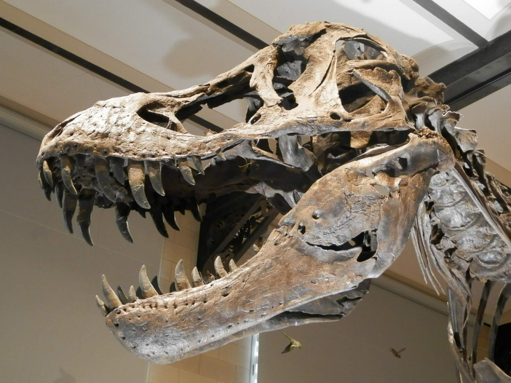 dinoszaurusz csontváz dinoszaurusz csontváz