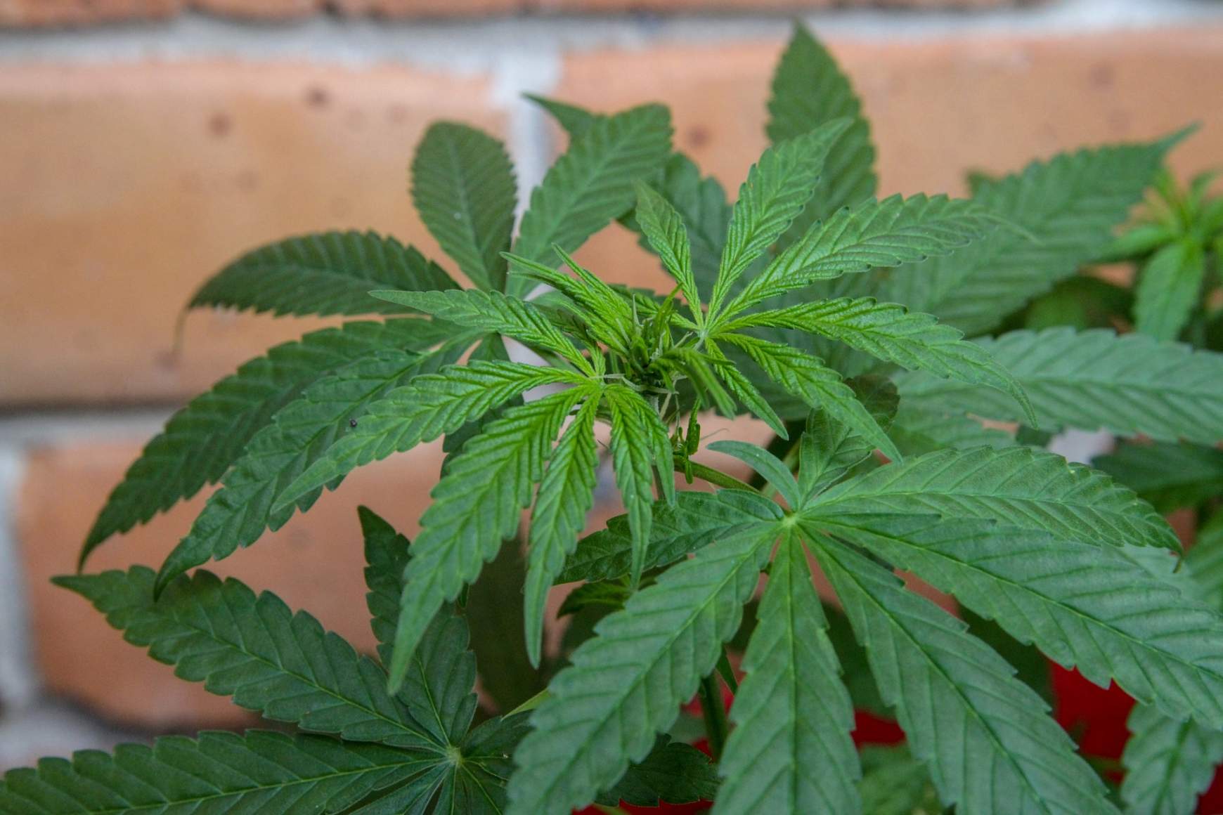 kannabisz - Kanada kannabisz - Kanada