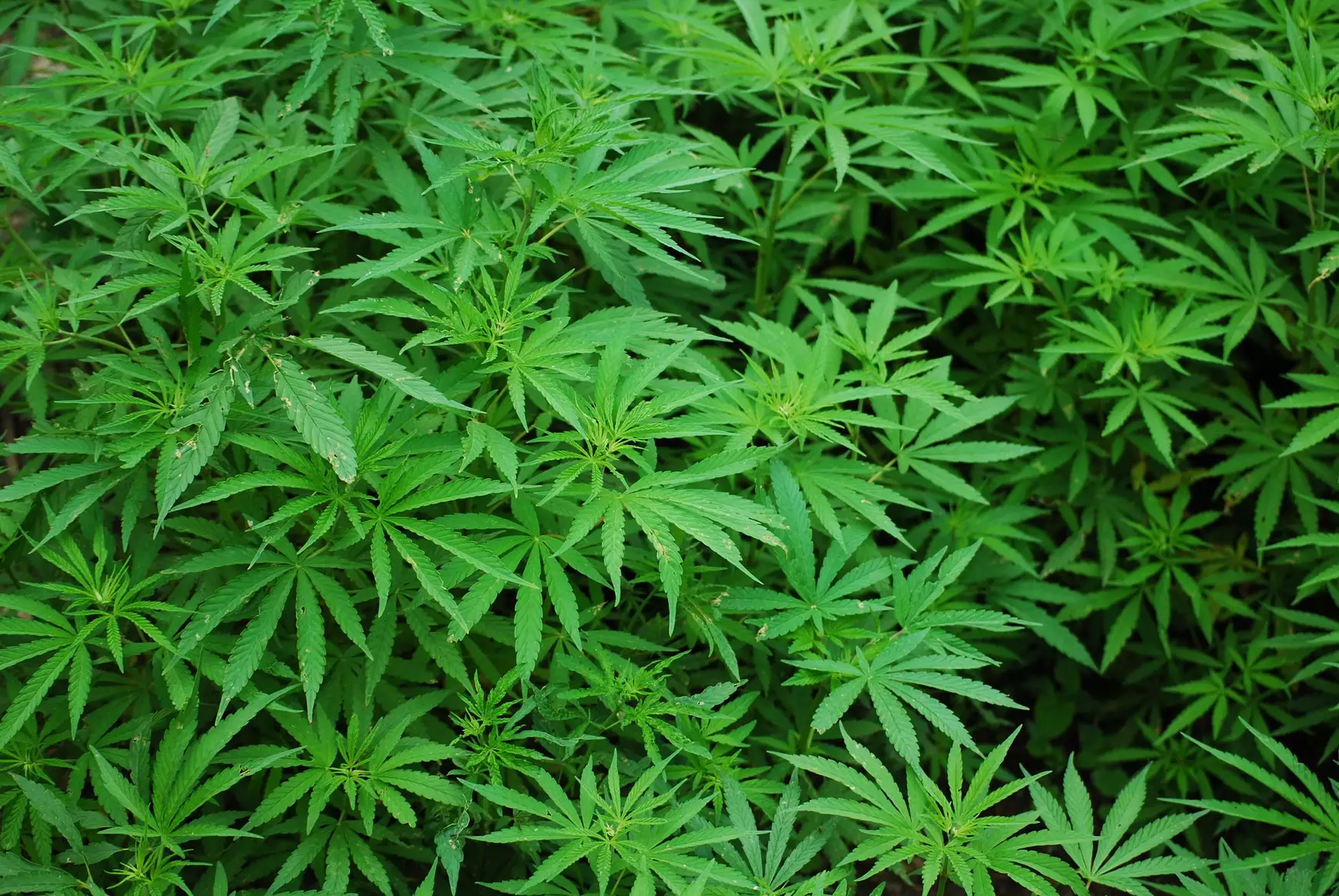 kannabisz