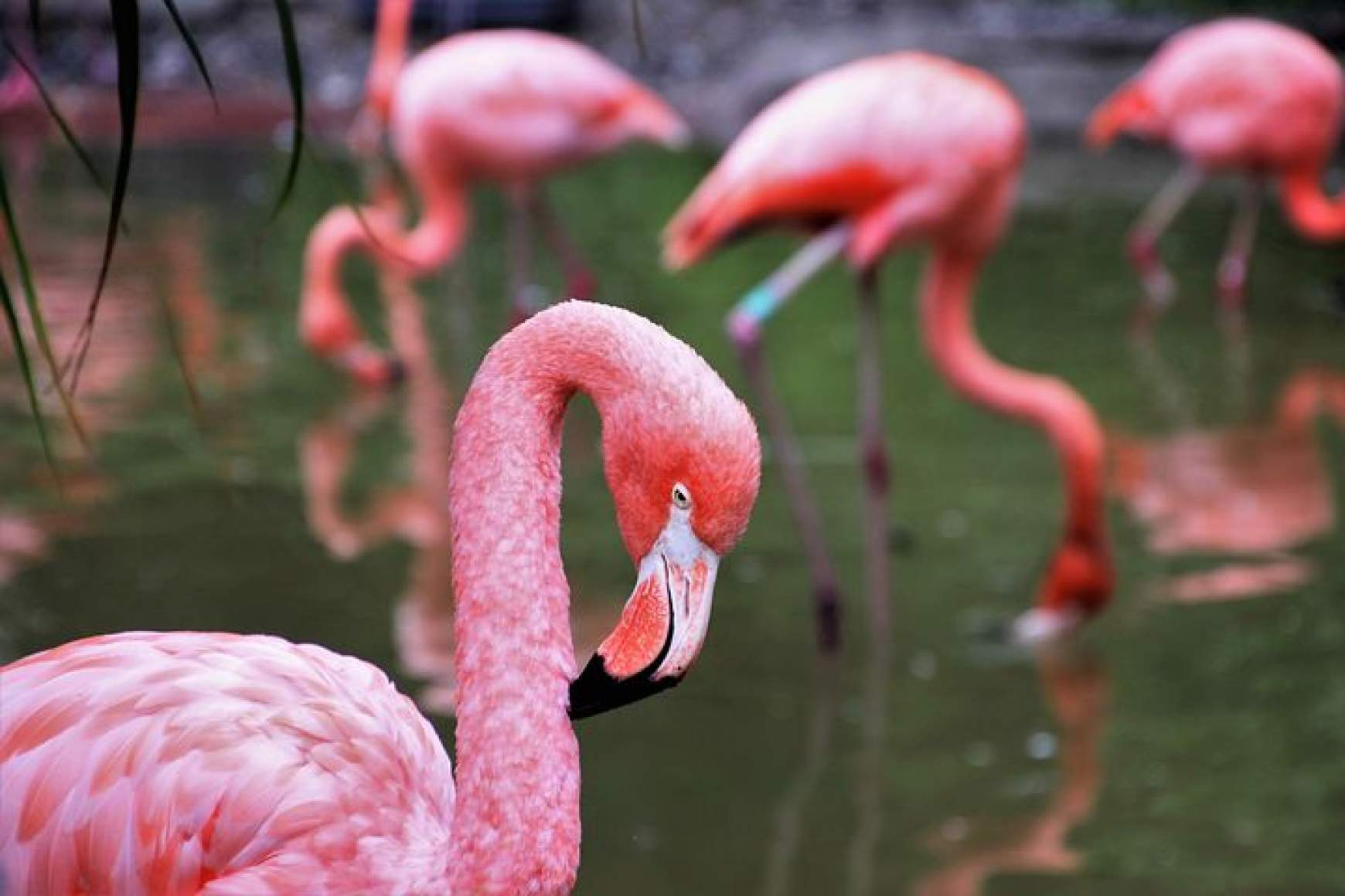 flamingó flamingó
