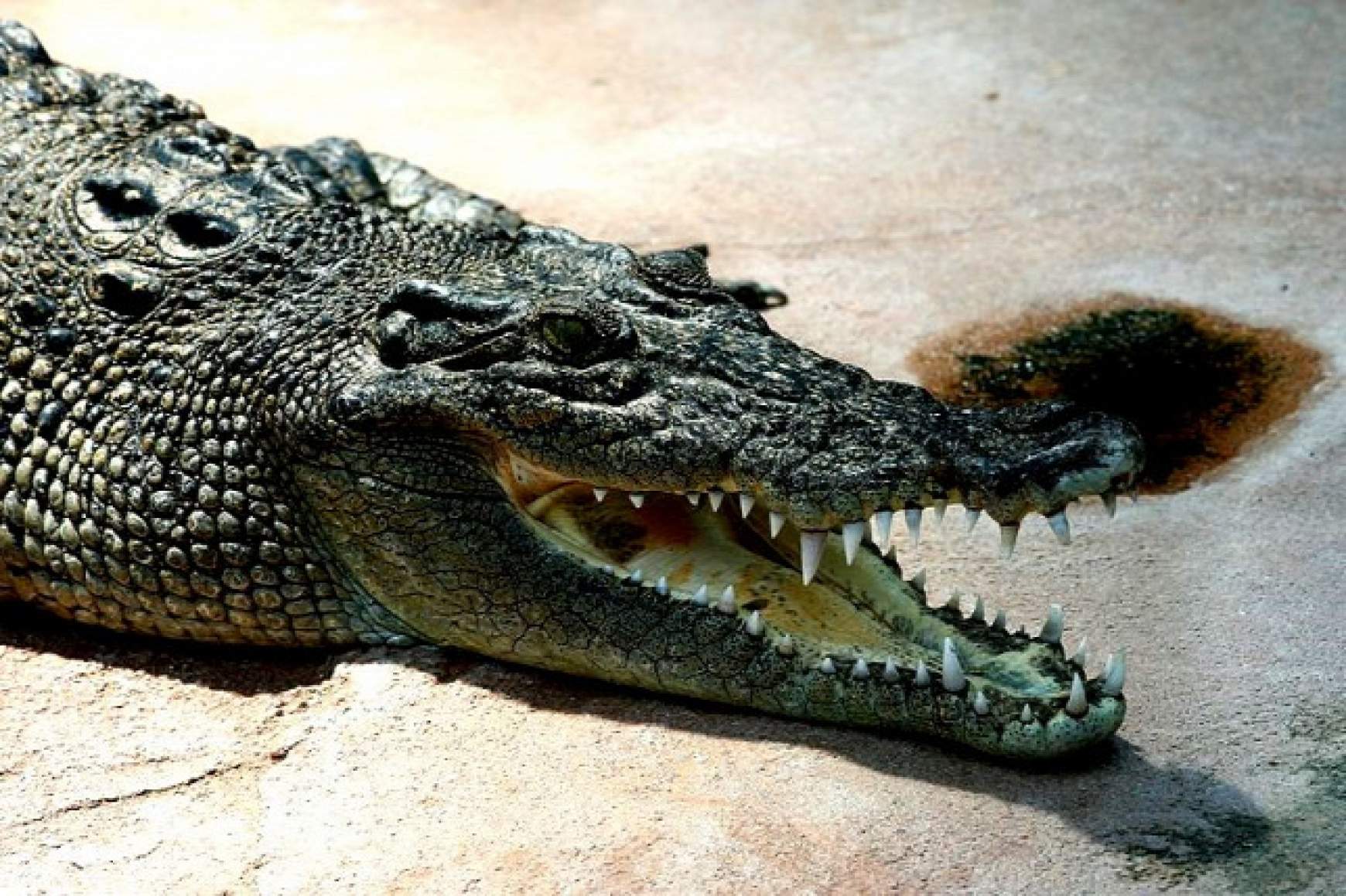 bordas-krokodil.jpg bordas-krokodil.jpg