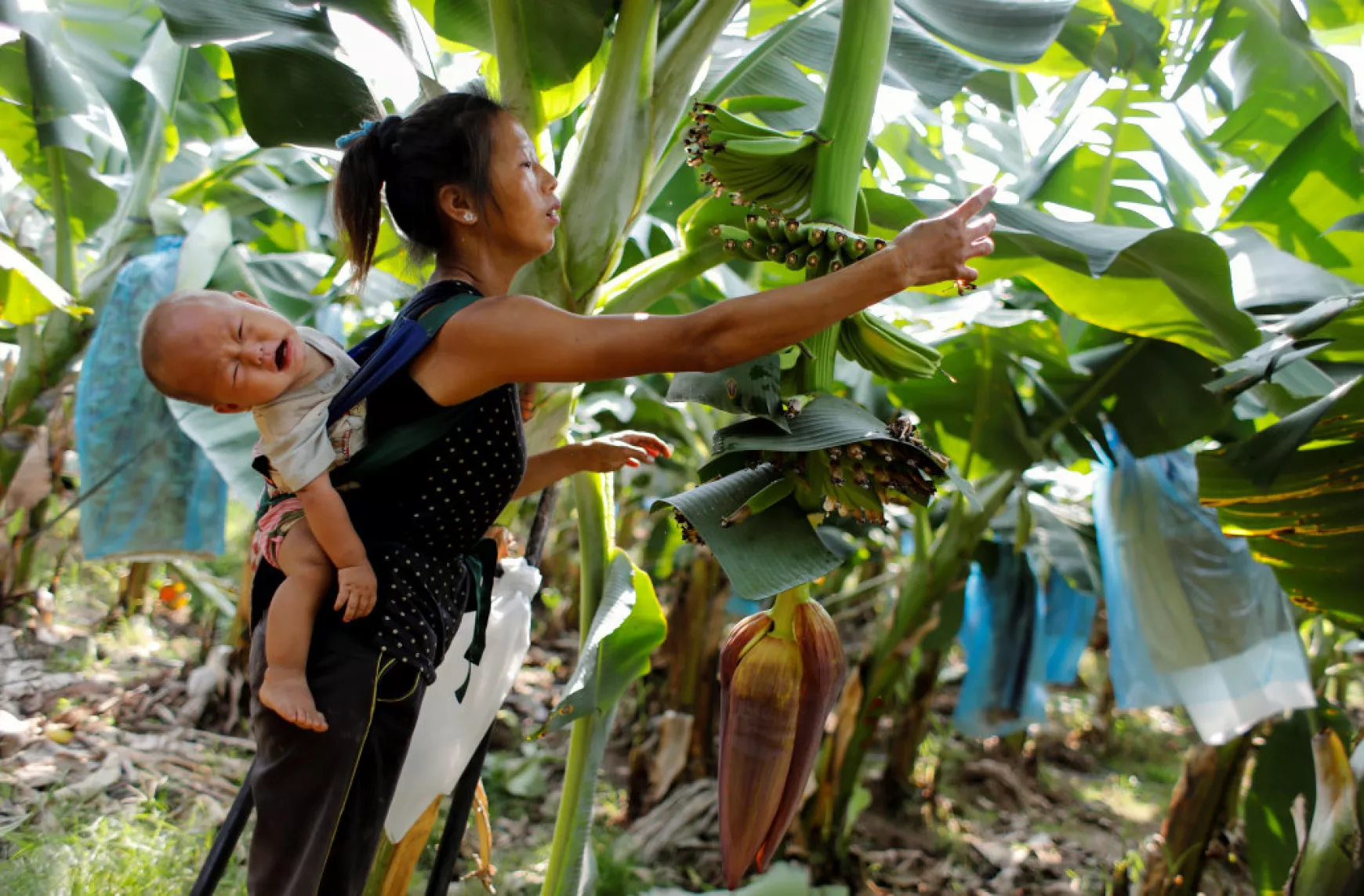 Banánszedő munkás gyermekével, valahol Laoszban