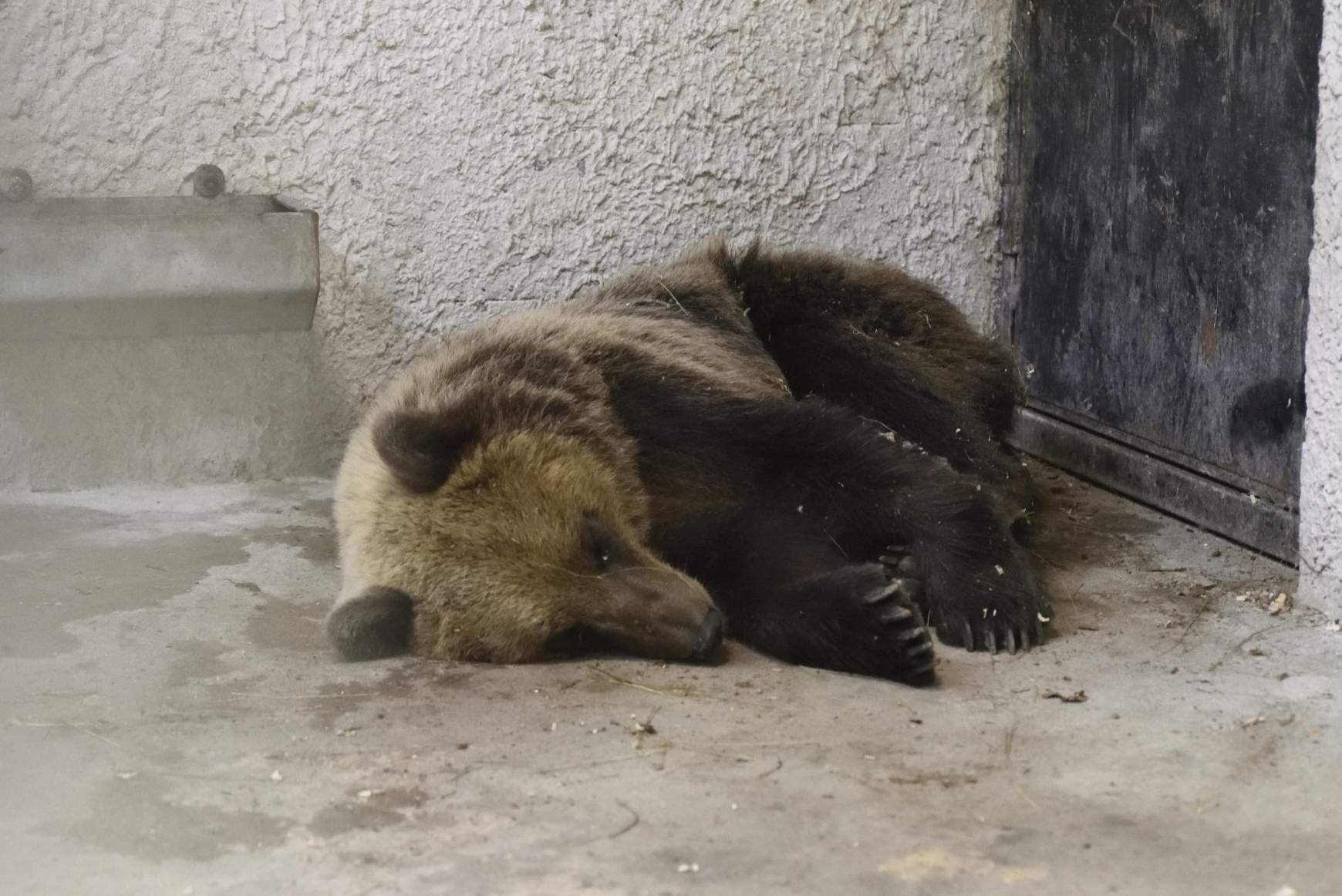 kóbor medve a Szegedi Vadasparkban