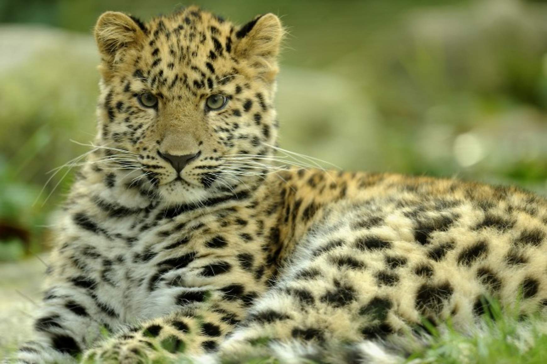 leopard-nepal.jpg leopard-nepal.jpg