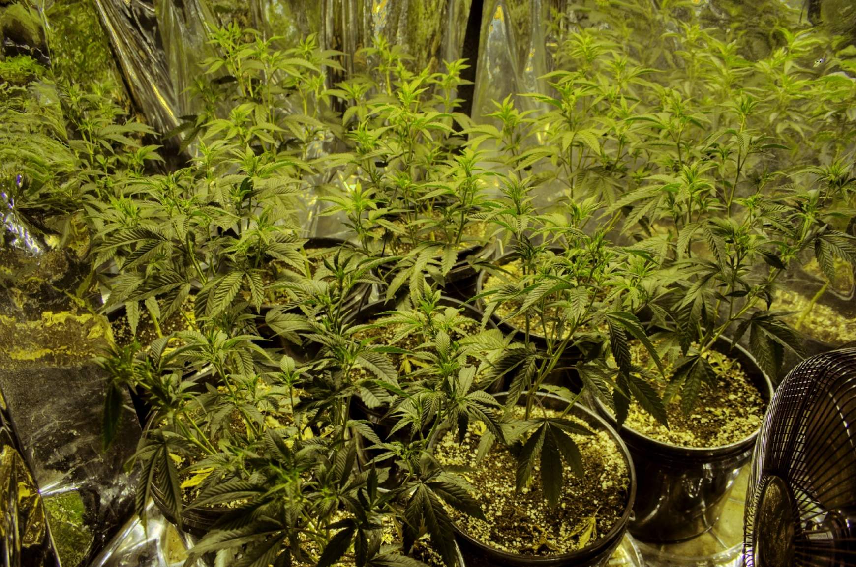 marihuana.jpg marihuana.jpg