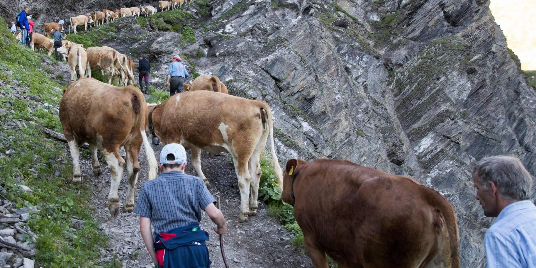 alpesi-tehenek.jpg alpesi-tehenek.jpg