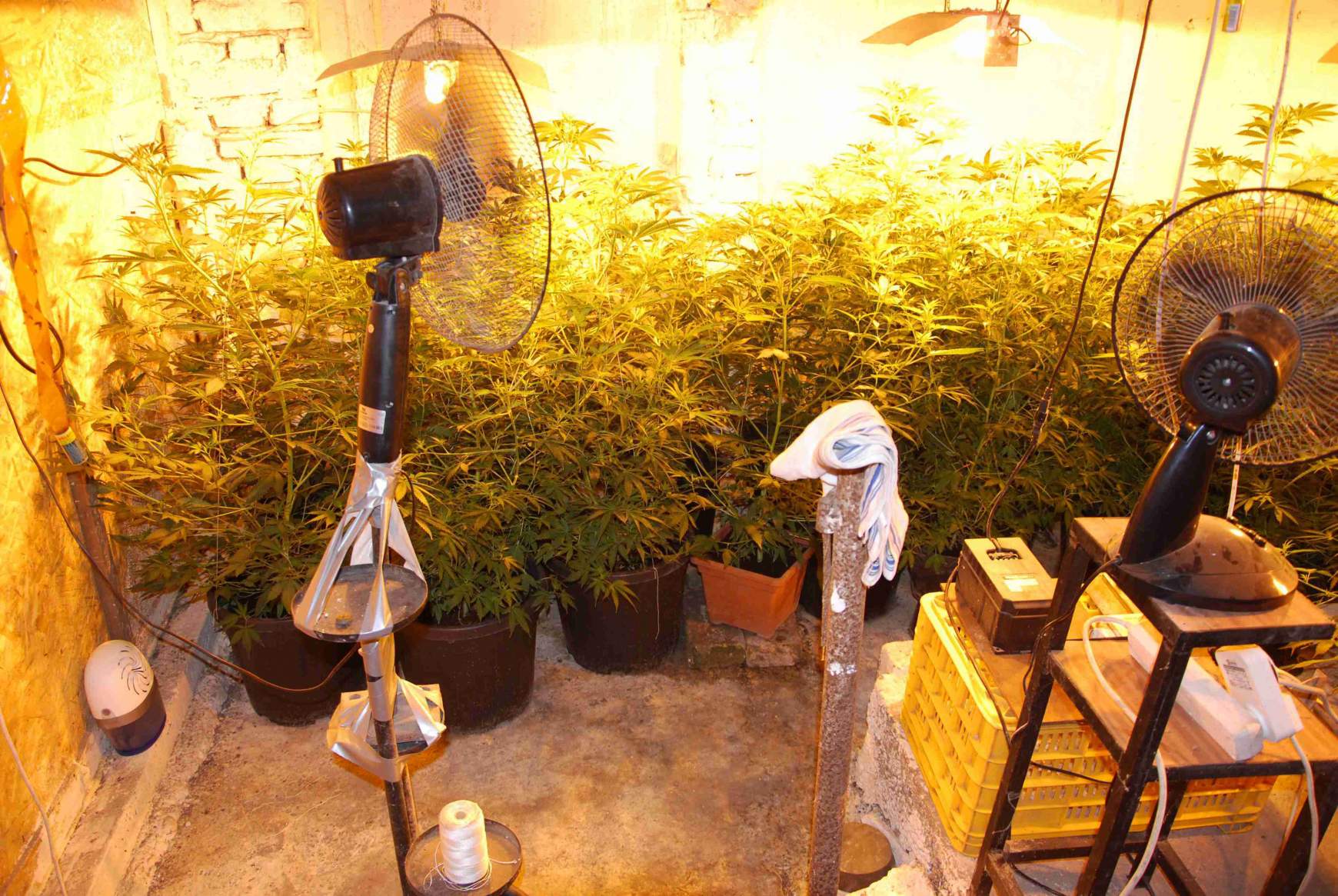 kannabisz - Ekel kannabisz - Ekel