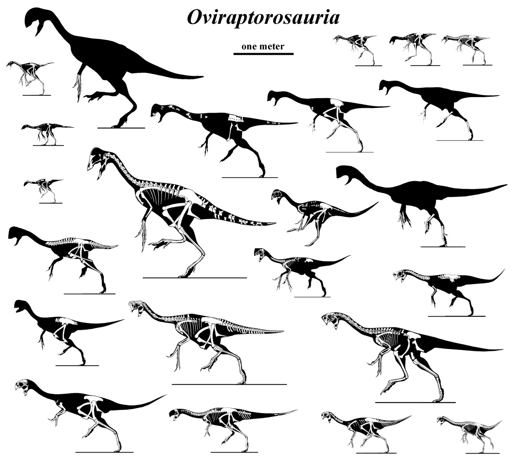 Oviraptoroszauruszok családja