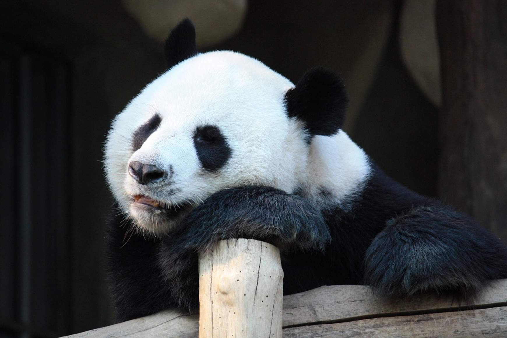 panda panda