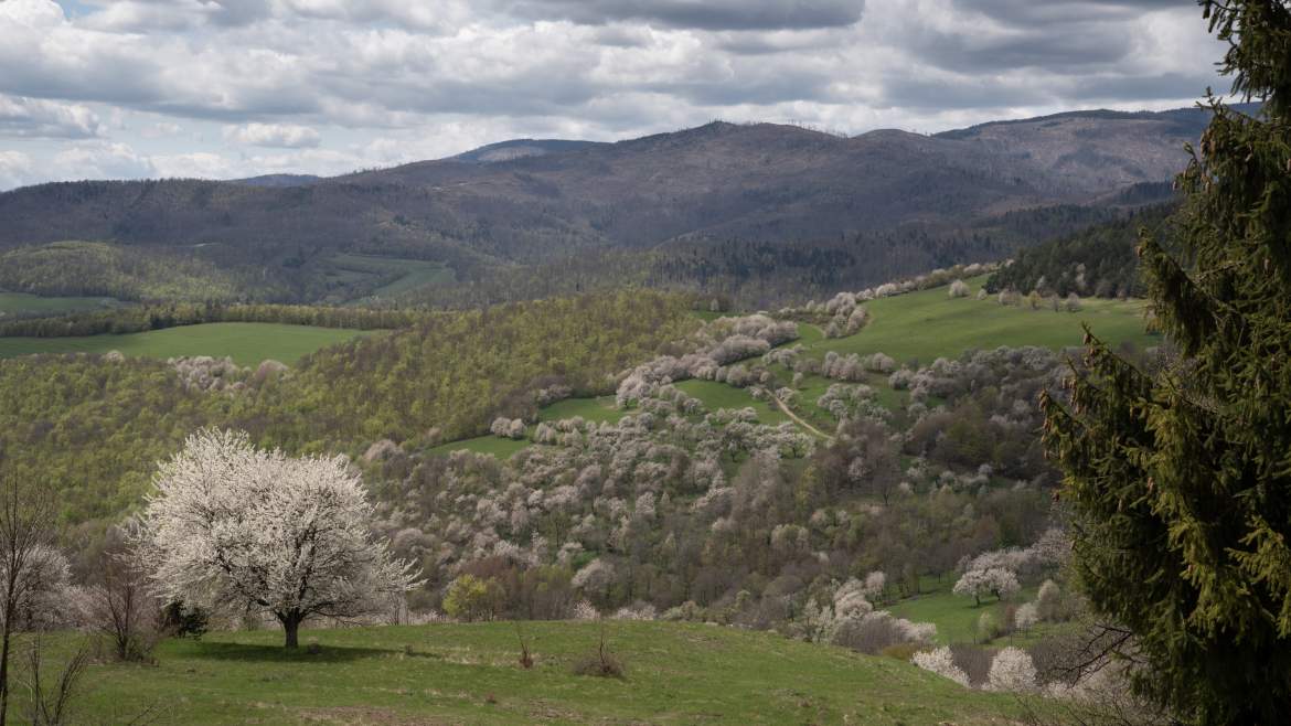 cseresznyefa virágzás cseresznye cseresznyevirág Berdárka Brdárka