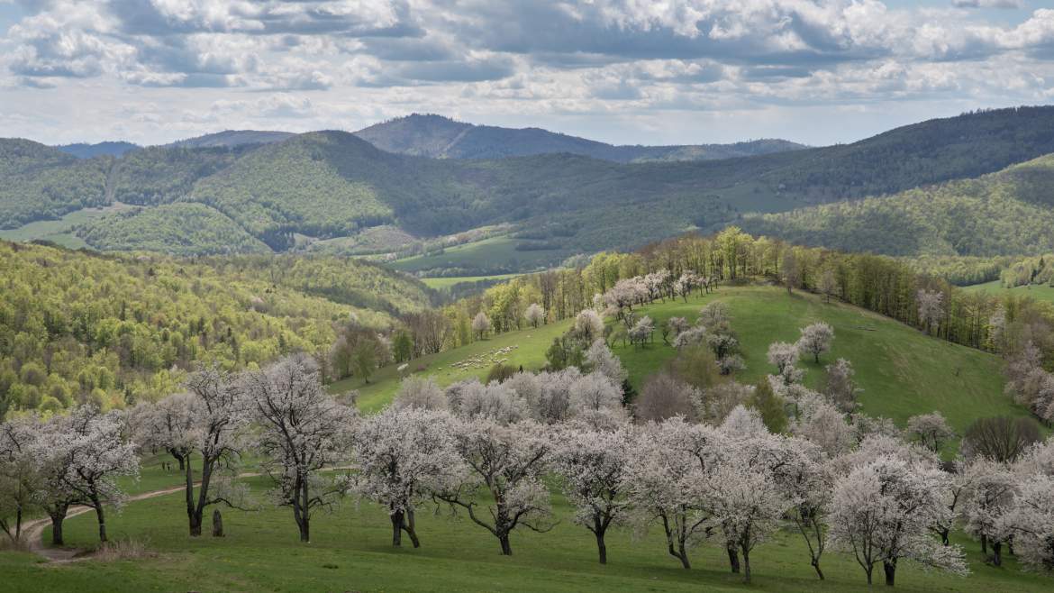 cseresznyefa virágzás cseresznye cseresznyevirág Berdárka Brdárka