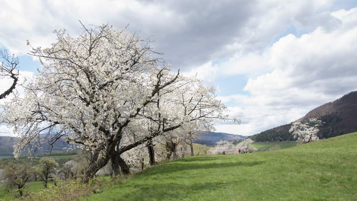 cseresznyefa virágzás cseresznye cseresznyevirág Berdárka Brdárka
