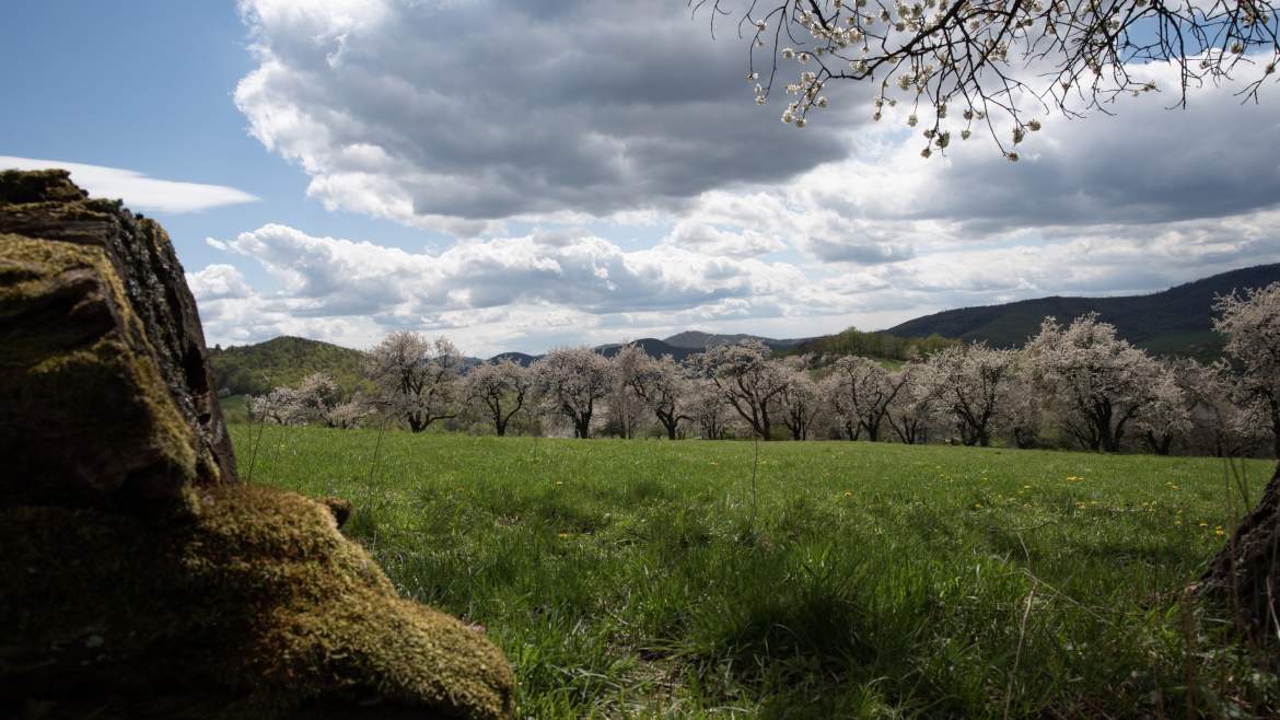 cseresznyefa virágzás cseresznye cseresznyevirág Berdárka Brdárka