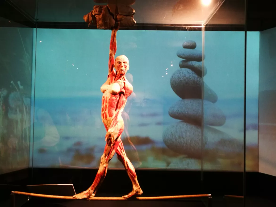 Félidőben a Magyarországon először látható BODY WORLDS kiállításról