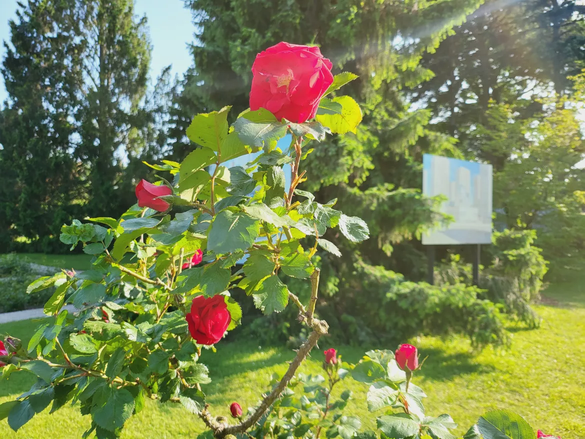 Badeni rózsák