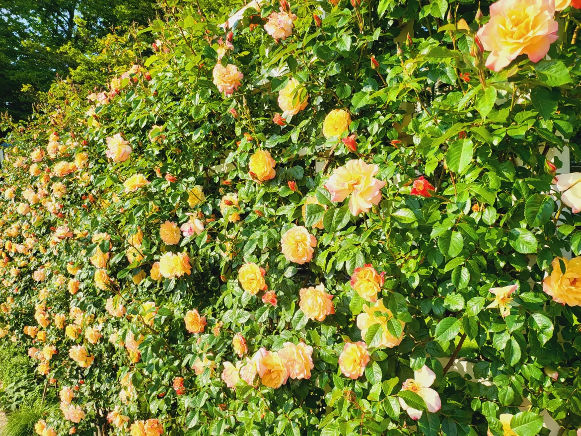 Badeni rózsák