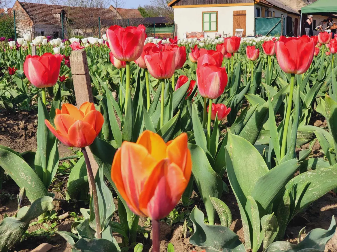 tulipán