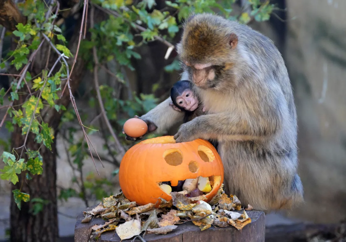 Kassa, állatkert, kassai állatkert, állatok, halloween, tök, töklámpás