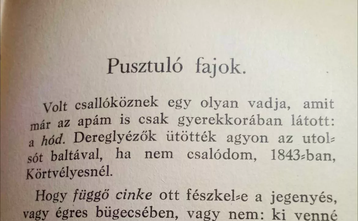 foldes-gyorgy-kukkonia-lelke