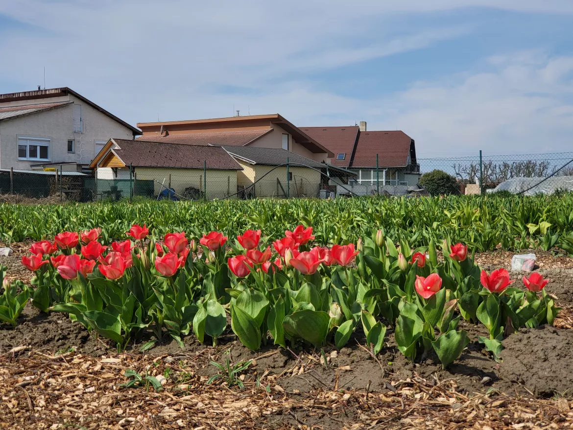 Tallós tulipán