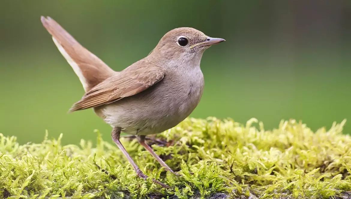 csalogany-birdphotography.hu_