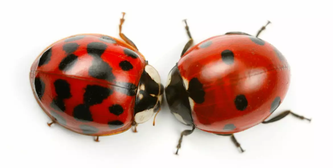 a-harlekin-es-a-hetpettyes-mttmuzeum.blog_.hu__0