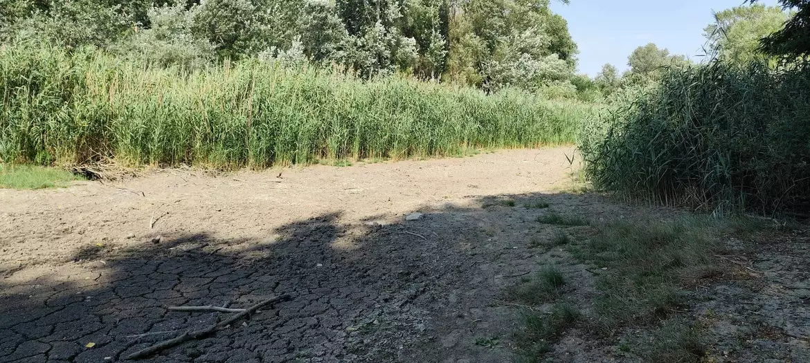 A madari tó is az extrém hőség és csapadékhiány áldozata – KÉPEKKEL
