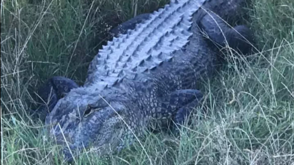 usa-alligator-police.png