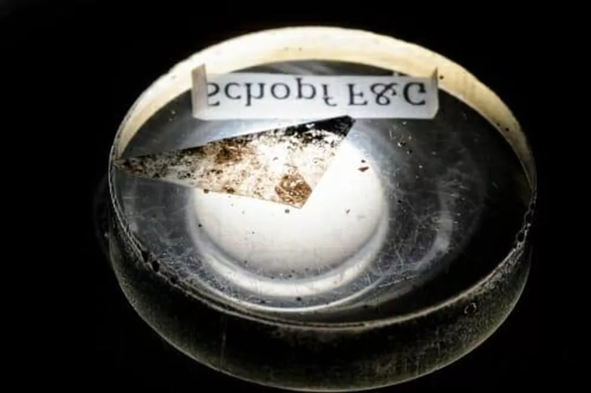 201712192235280.Valley_J_microfossil17_8478-.jpg 201712192235280.Valley_J_microfossil17_8478-.jpg