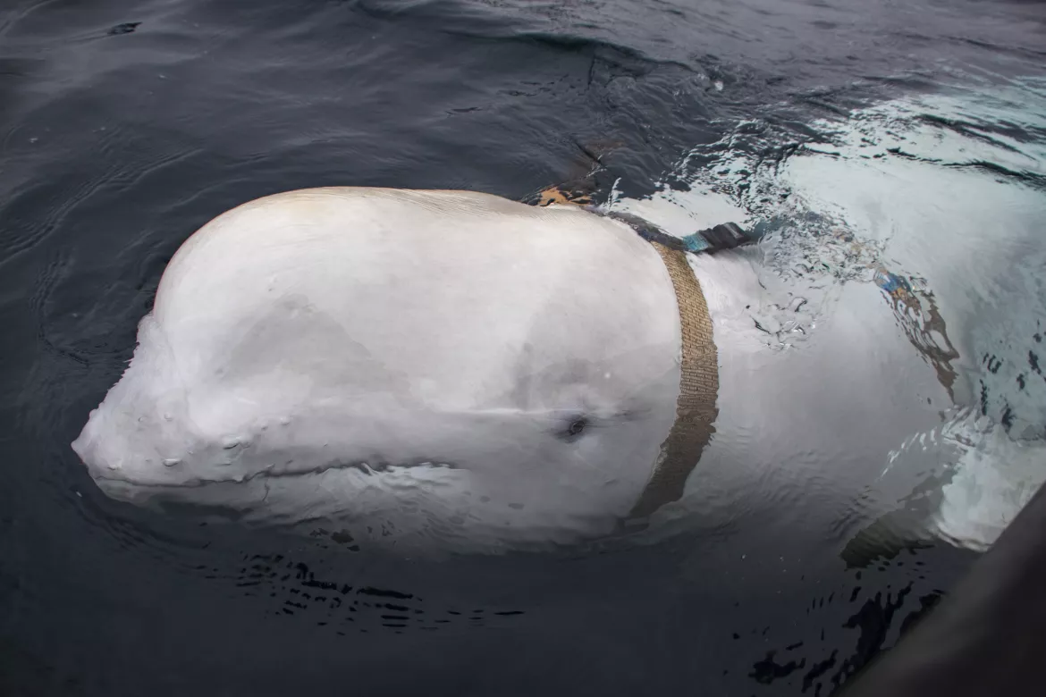 beluga Norvégia partjainál