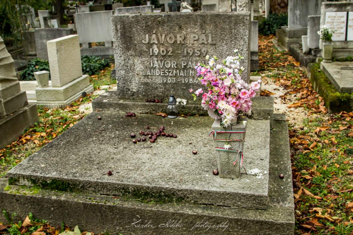 javorpal.jpg javorpal.jpg